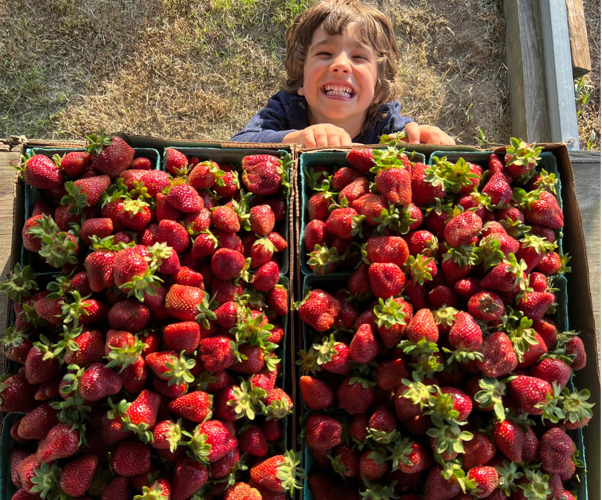 NC Extension Best strawberries ones you pick or buy at local markets