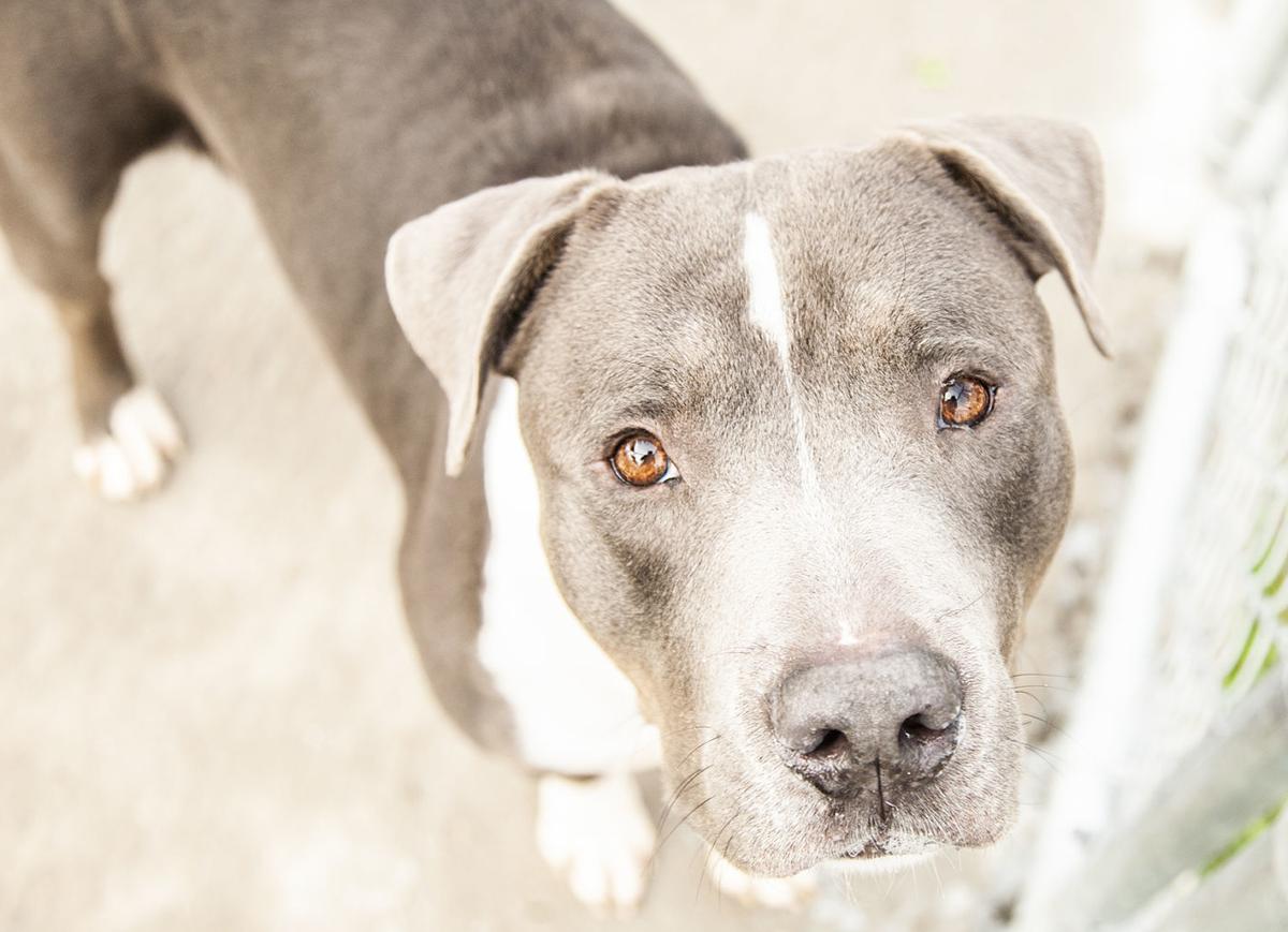 spca_dante