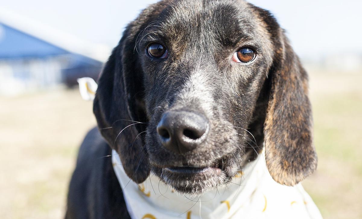 spca_Wrenn
