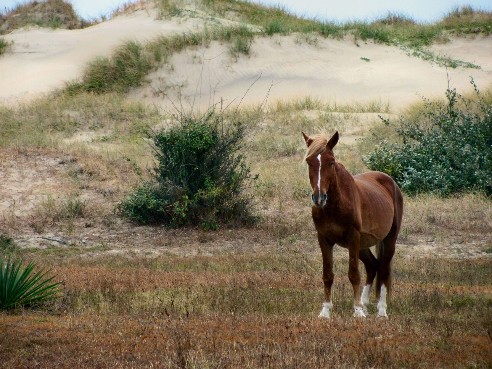 Stallion relocated from OBX after deemed public threat | Local News ...