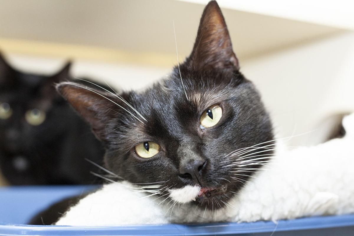 033020_spca_Felix.jpg