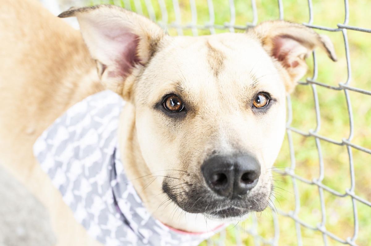051621_eda_pets_spca_Anya.jpg