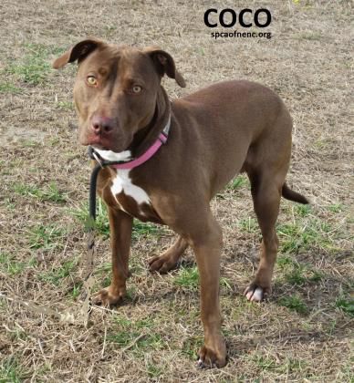 spca_Coco