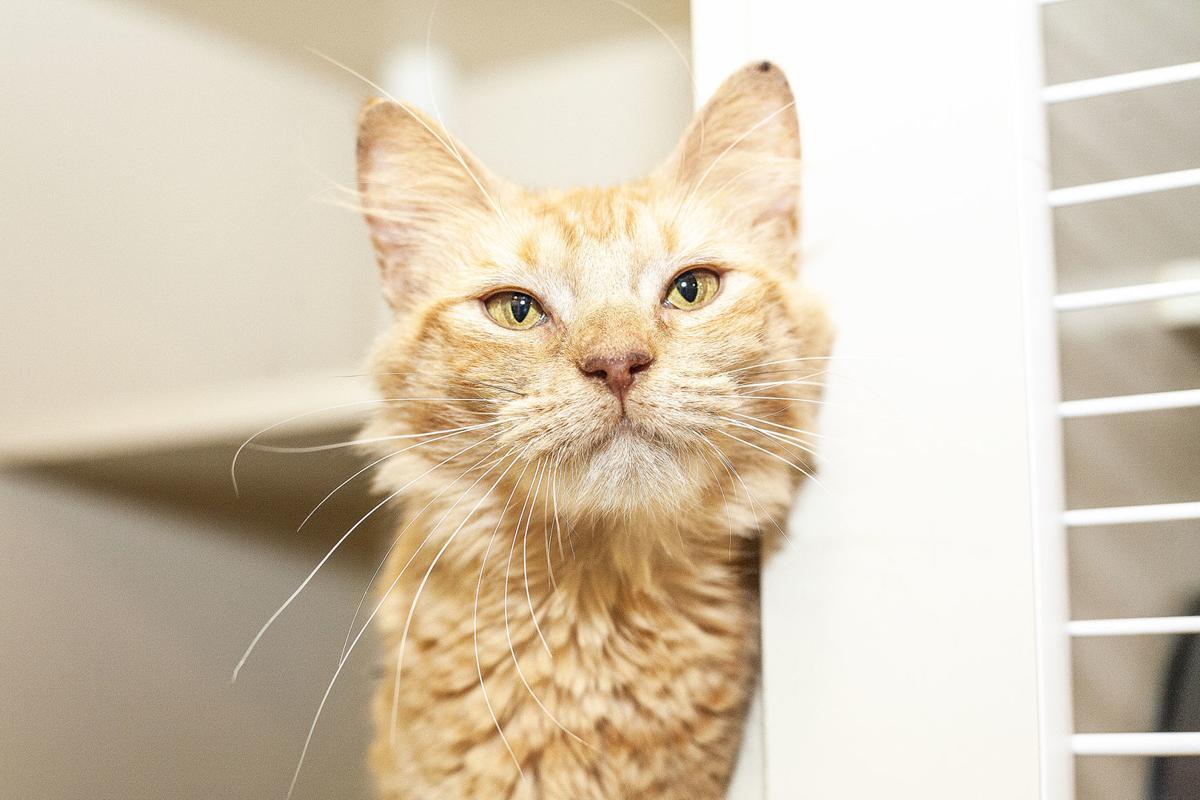 spca_Sourpatch