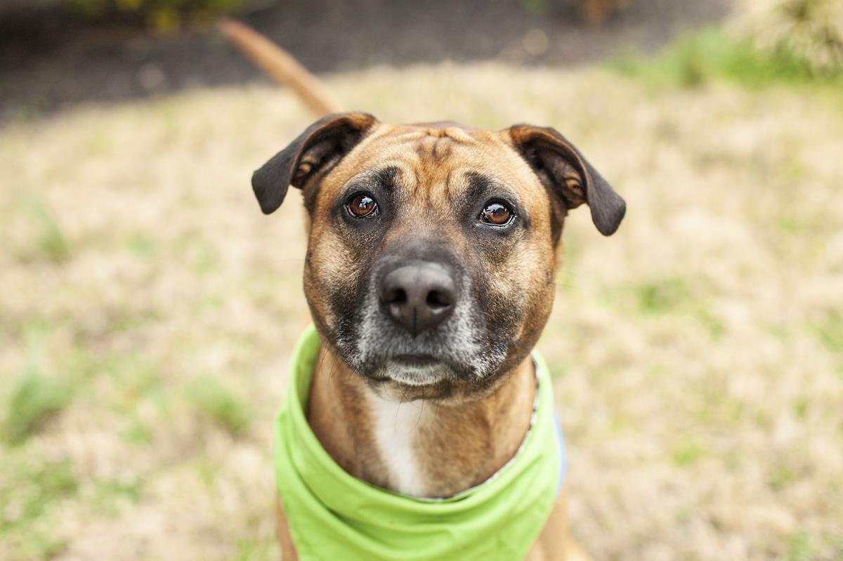 061921_eda_pets_spca_Doja.jpg