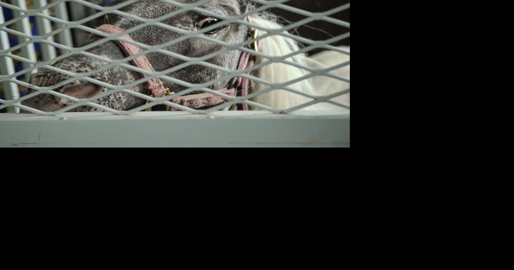 Pair found guilty of animal cruelty in case of 23 horses seized last ...