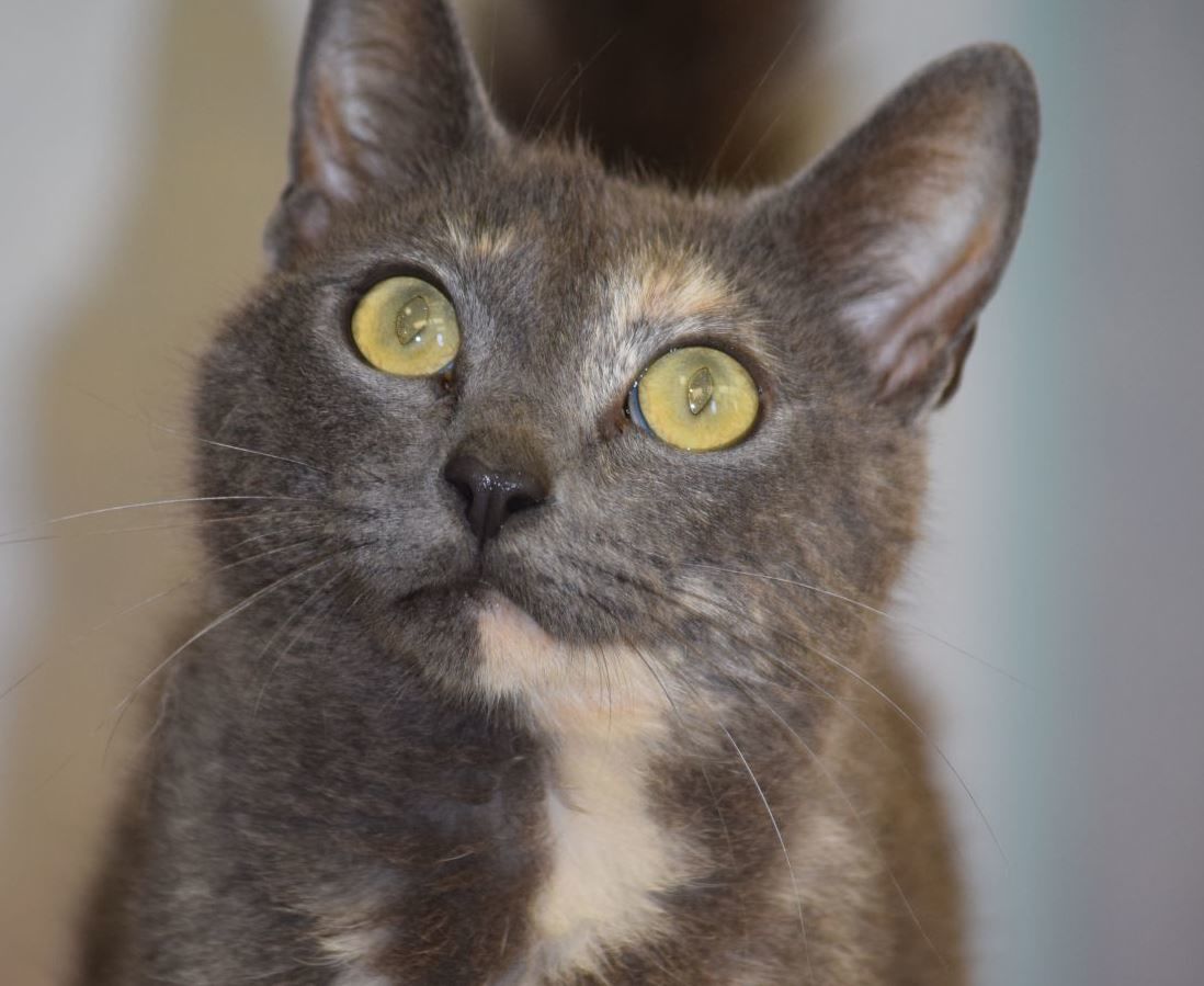 triC_MommaCat.jpg