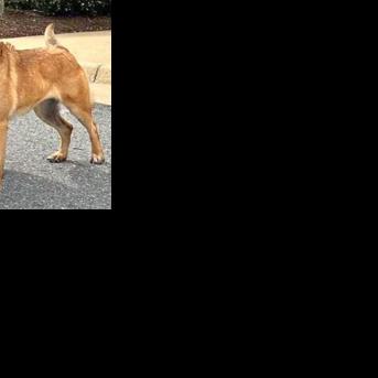 SBI investigating June death of Pitt County K-9 Chilli