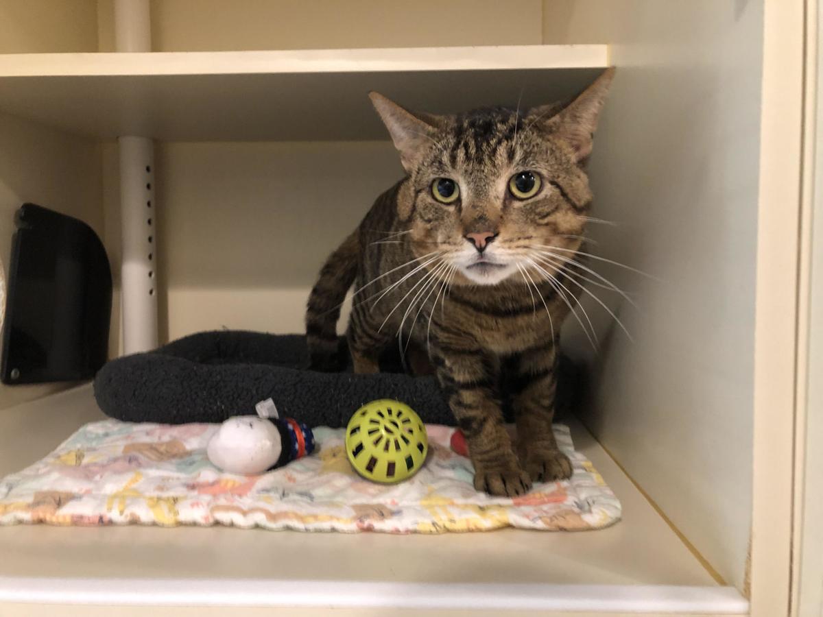 050221_eda_pets_spca_Bodie.jpg