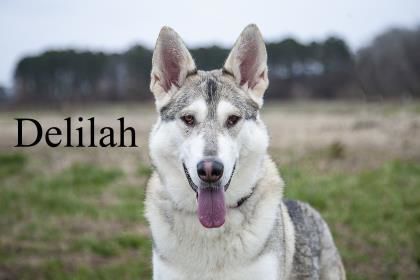 spca_Jally Delilah