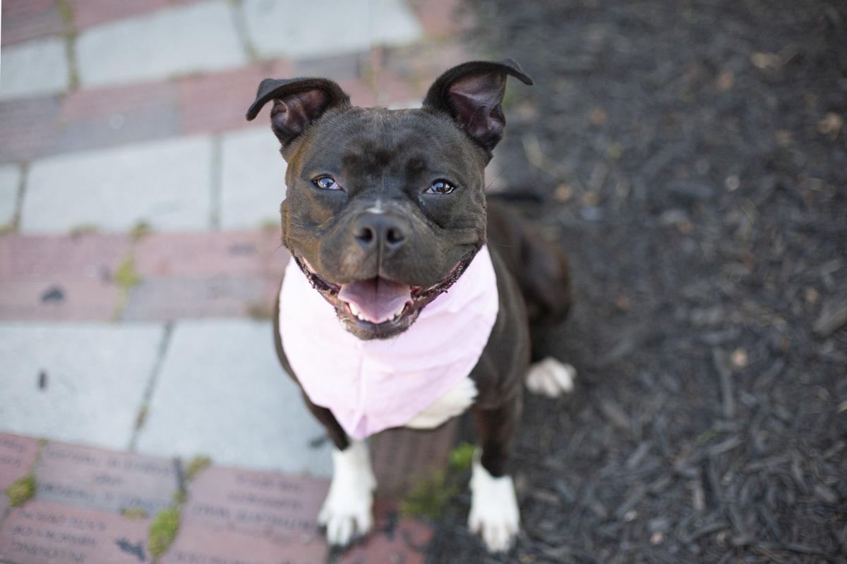 052321_eda_pets_spca_remy.jpg
