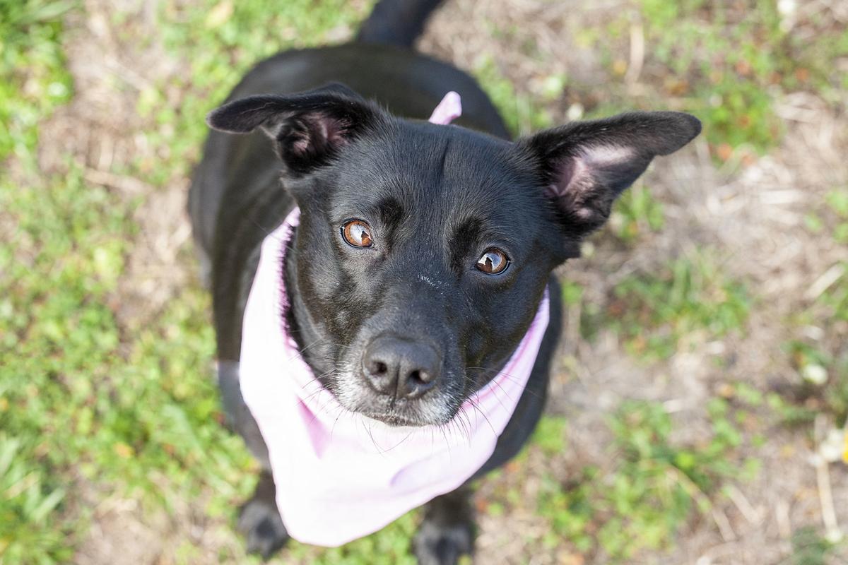 spca_Laya