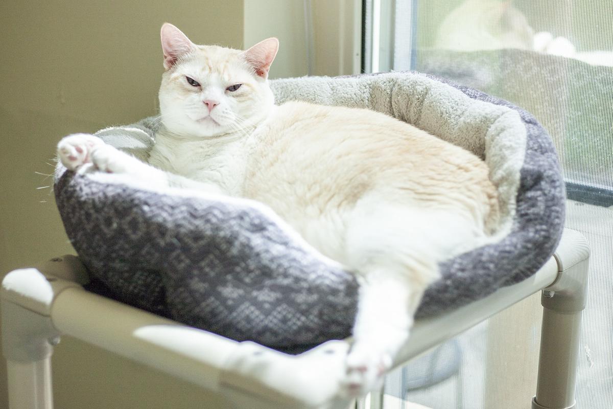 spca_Creamsicle