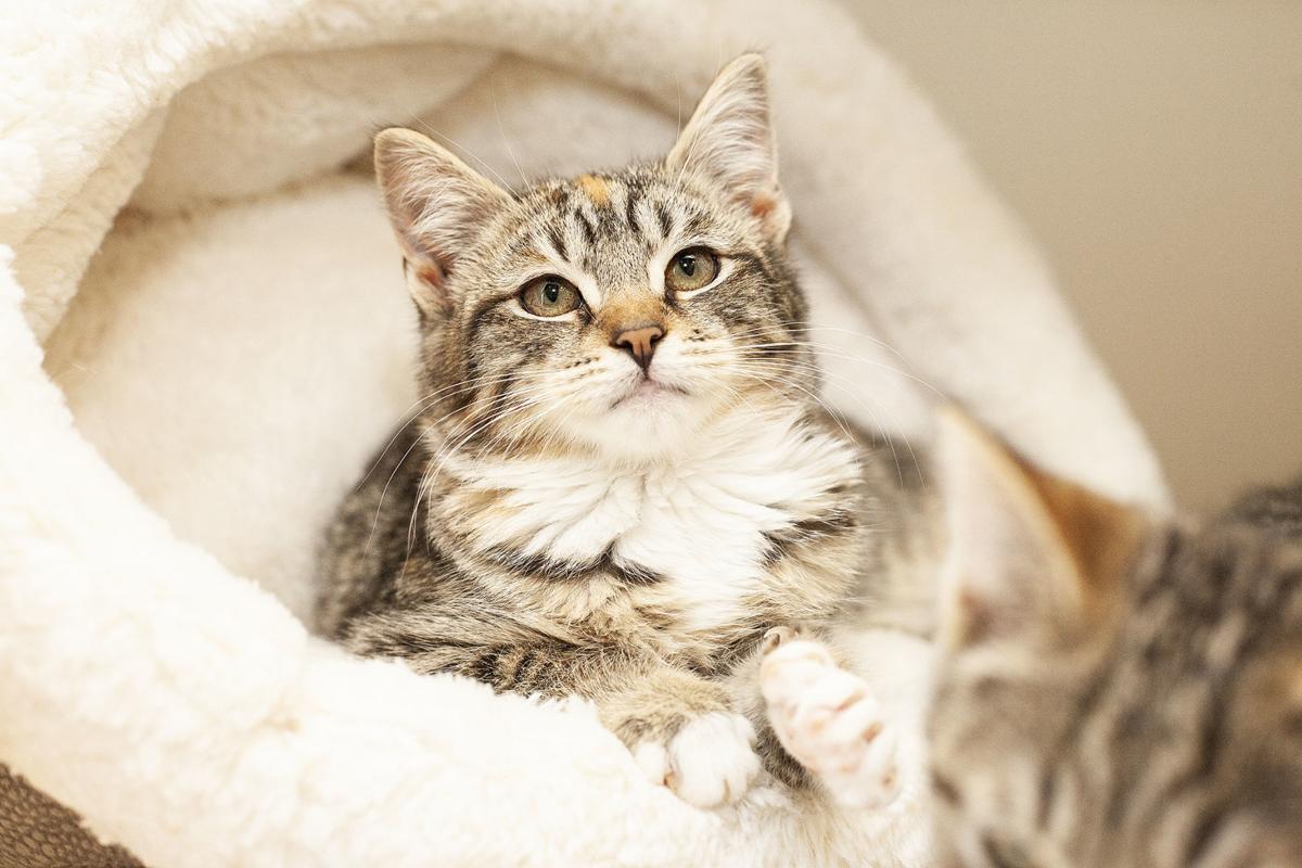 spca_Katya