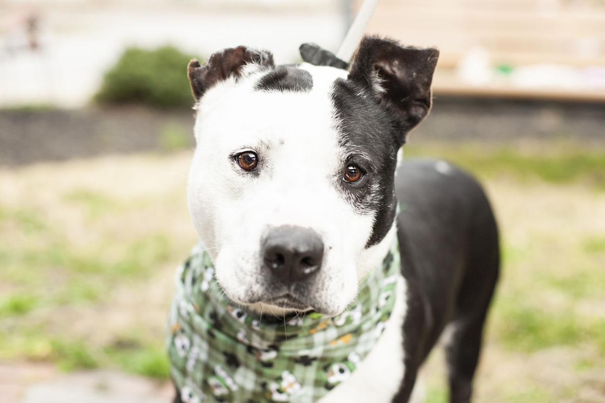 061921_eda_pets_spca_Sam.jpg