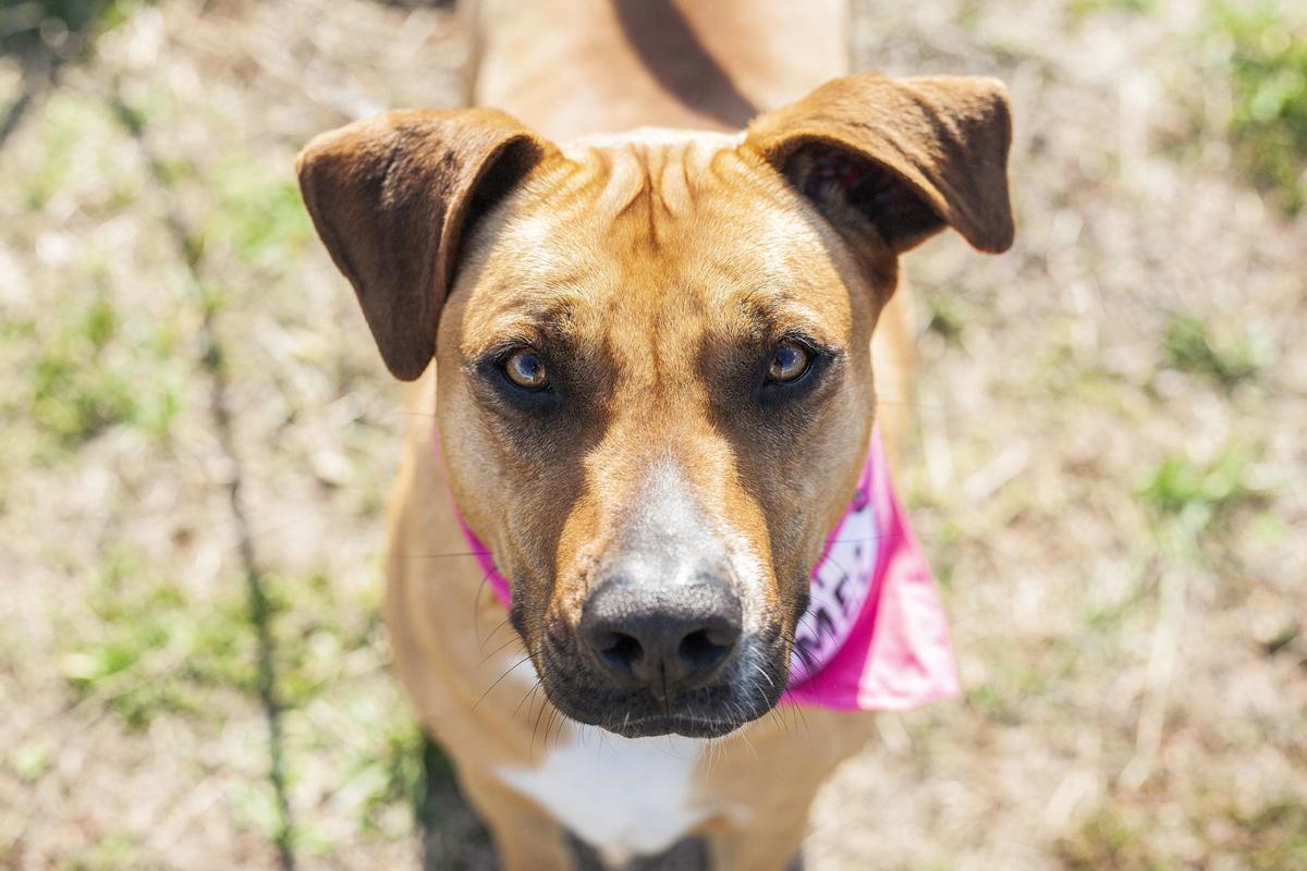 spca_Sasha