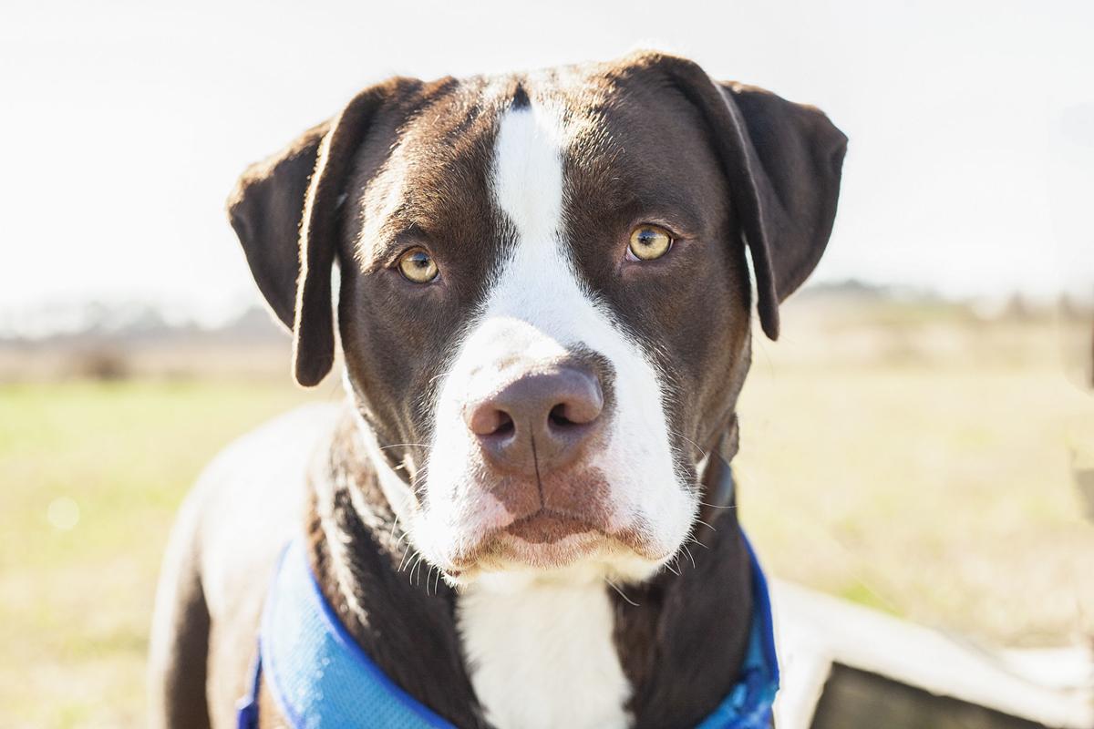 spca_Nklaus