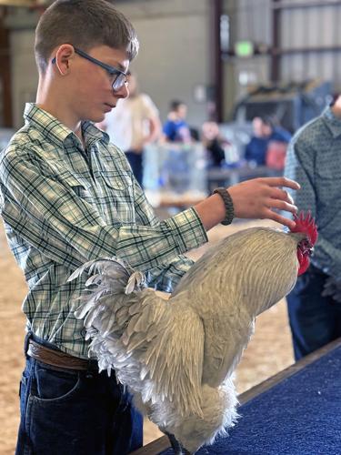 Diane Lee Memorial Show draws poultry, rabbits and 
