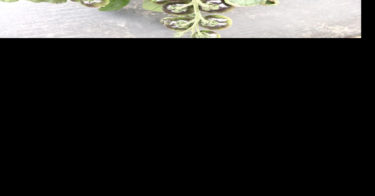 Small Farm events... Bertie LedgerAdvance