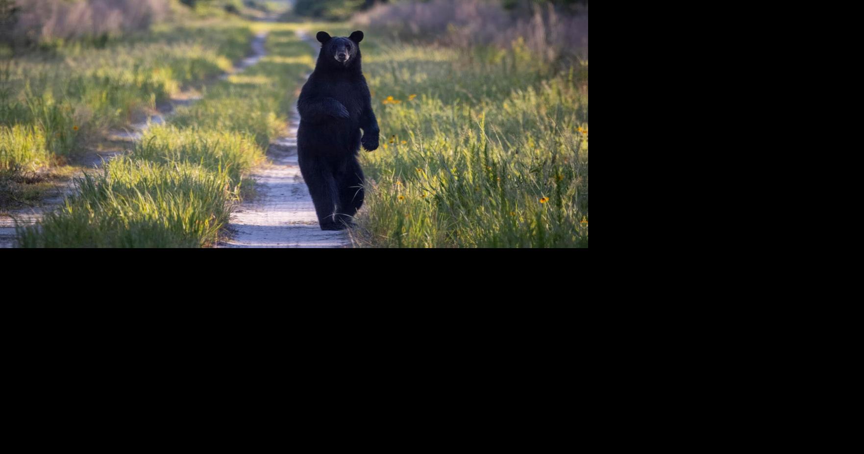 Albemarle Neighbor: Modlin's photos capture the extraordinary, the wild in eastern NC