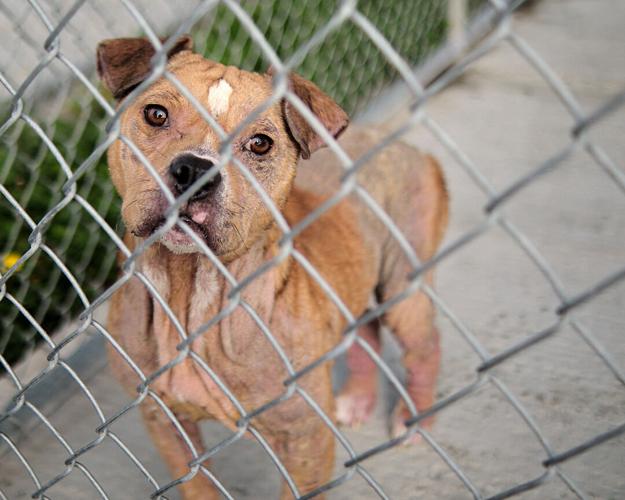 We're out of control': Surrendered pets overcrowding shelter | Local News |  