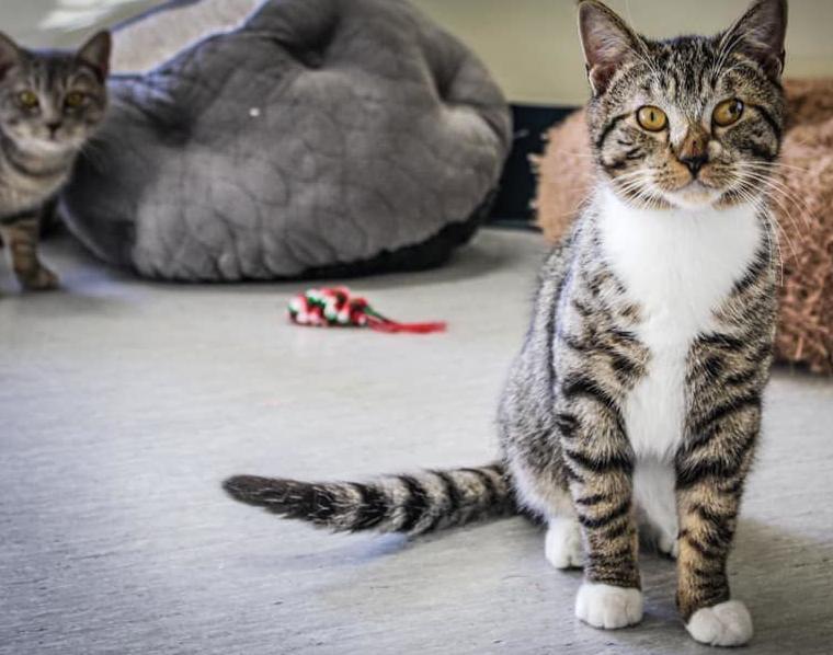 022821_eda_pets_spca_Bondo