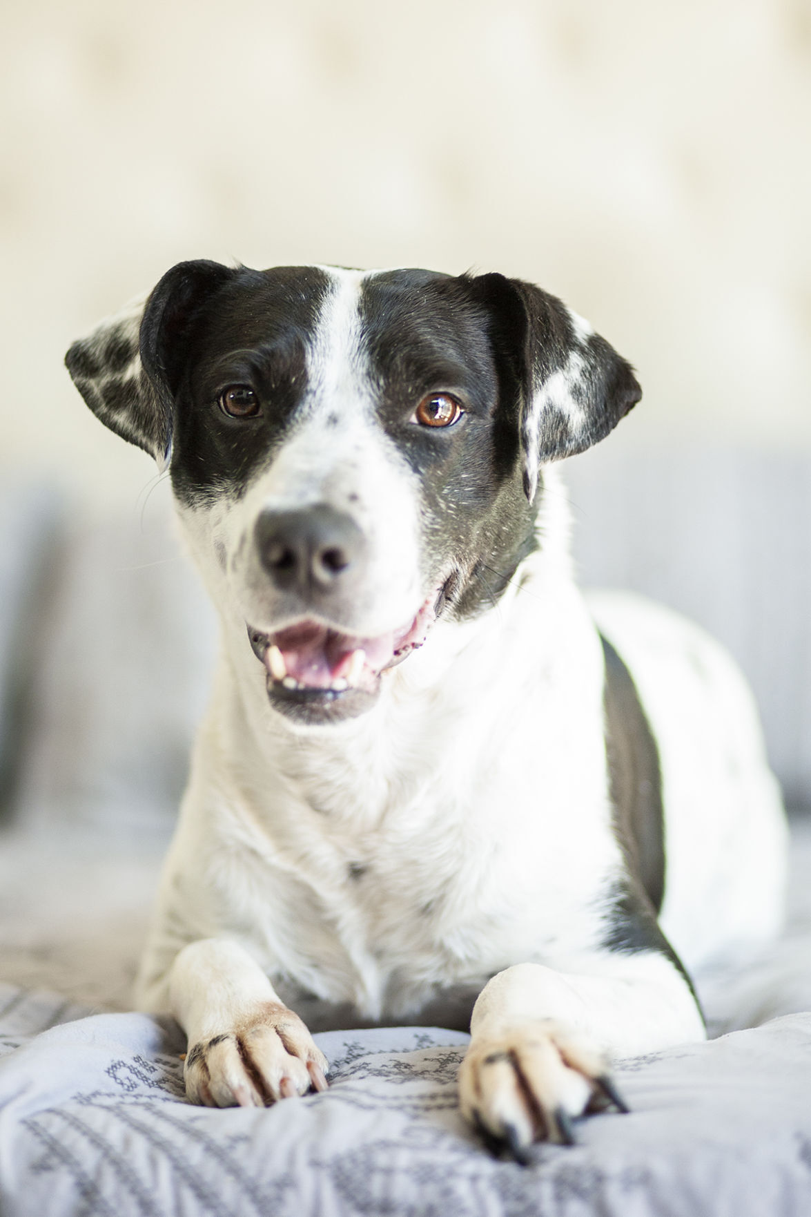 080921_eda_spca_albPets_Dixie.jpg