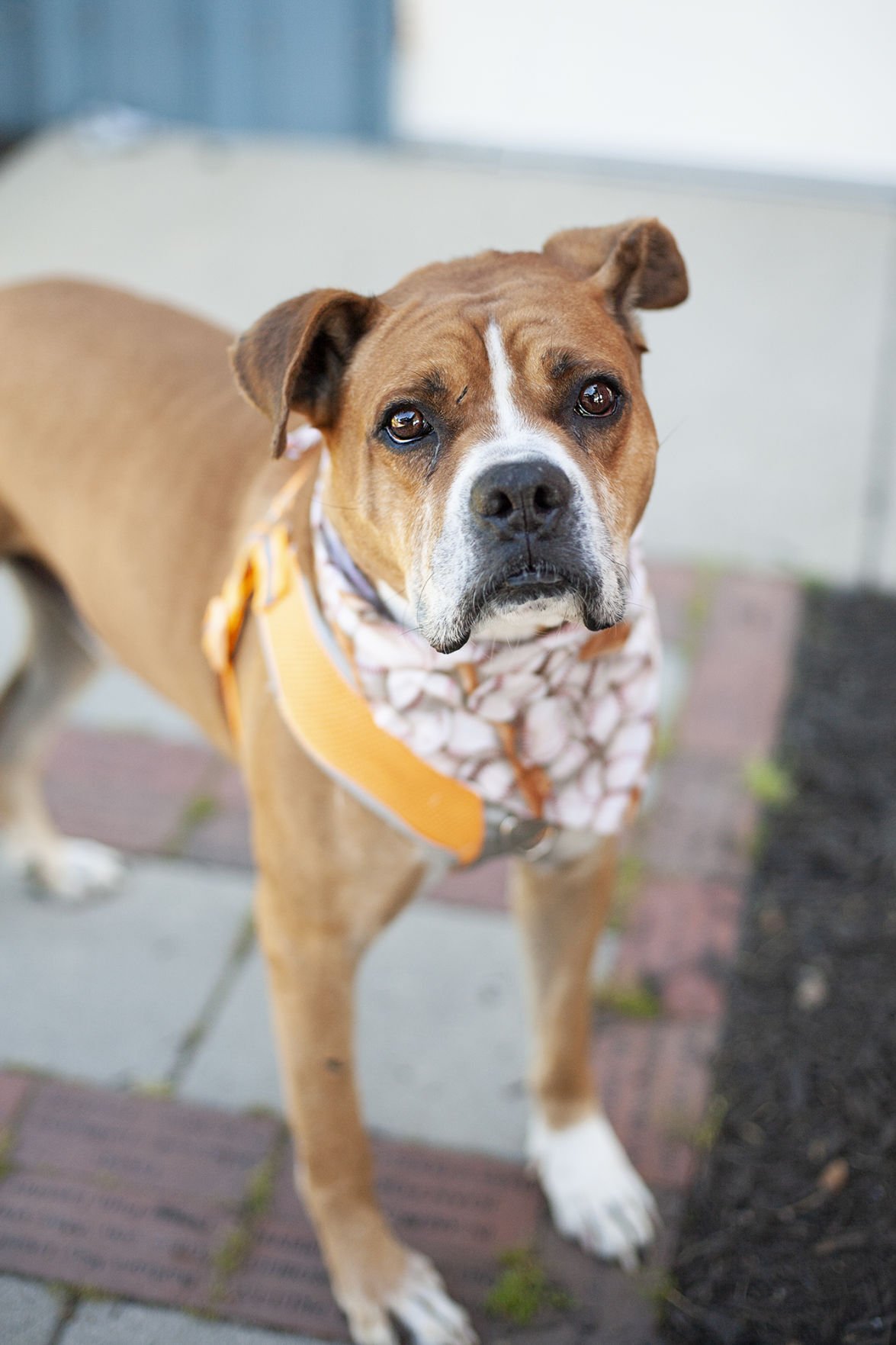 052321_eda_pets_spca_Mr.T.jpg