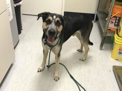 091320_eda_spca_Syrus.jpg