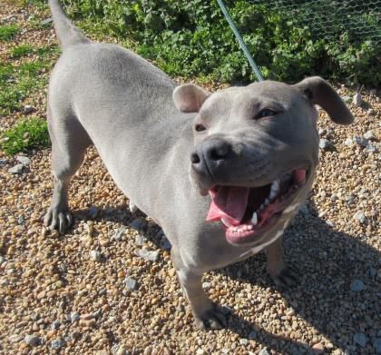 022821_eda_pets_spca_Ceres