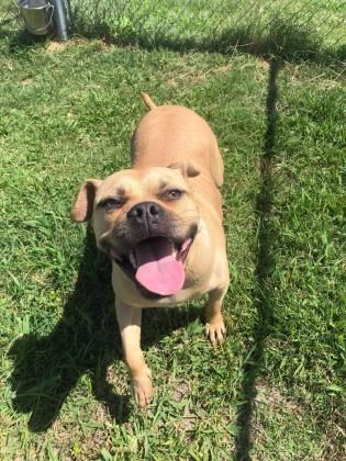 081621_eda_spca_albPets_nugget.jpeg