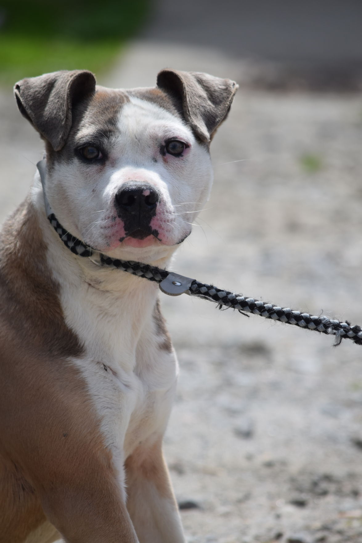 041821_eda_pets_triC_Sierra.JPG
