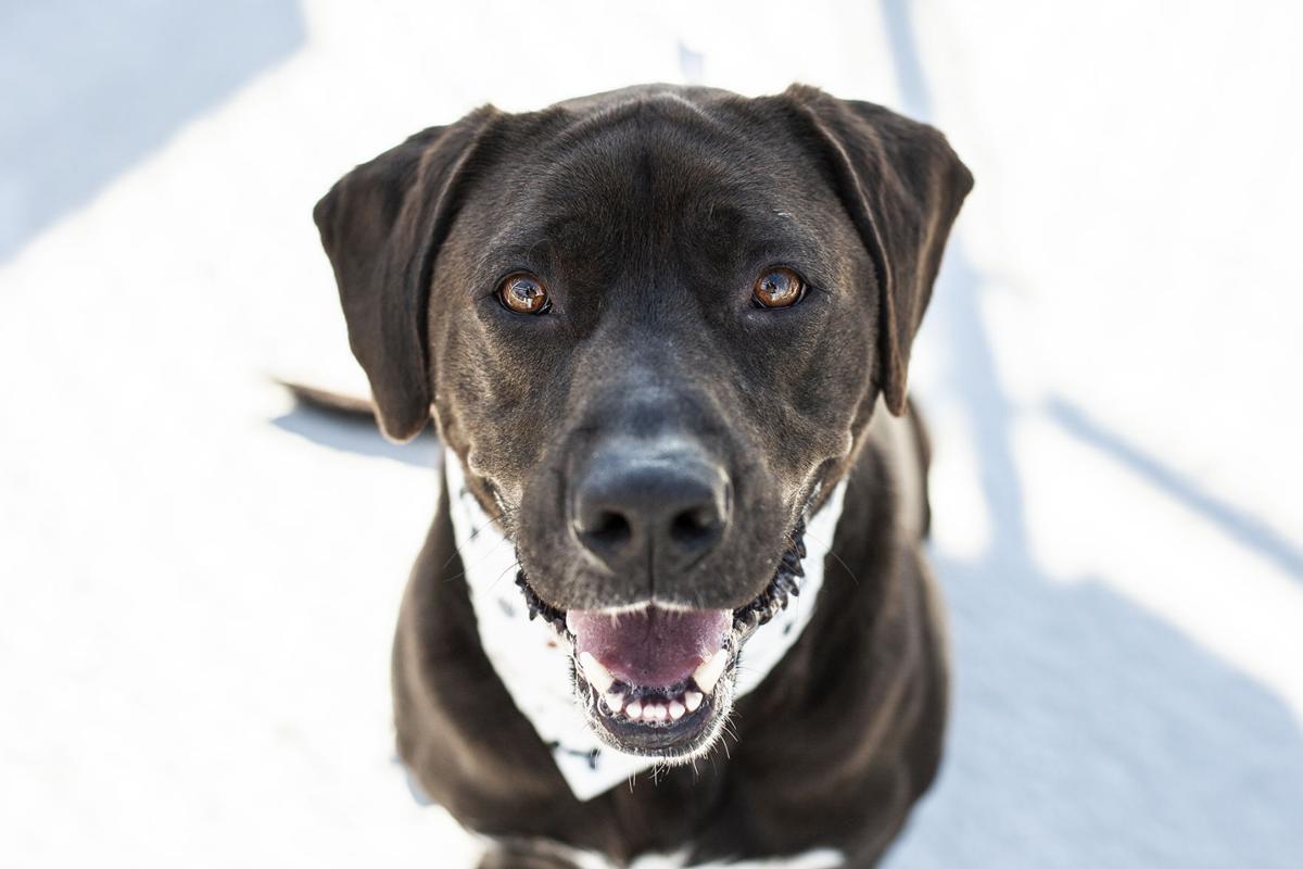 050221_eda_pets_spca_Zeus.jpg