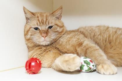 spca_Big Orange