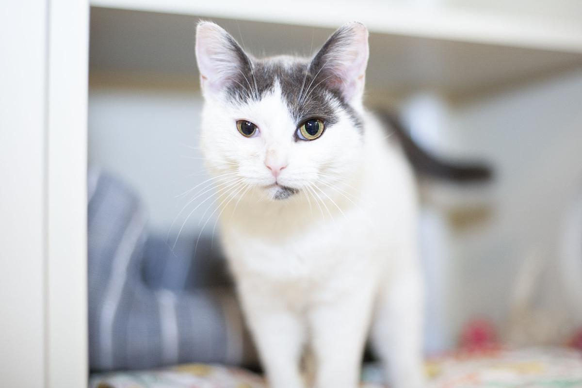 041821_eda_pets_spca_Lightning.jpg