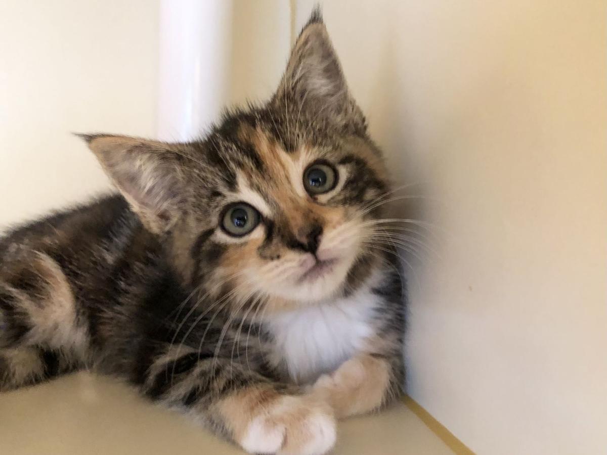061921_eda_pets_spca_gwess.jpg