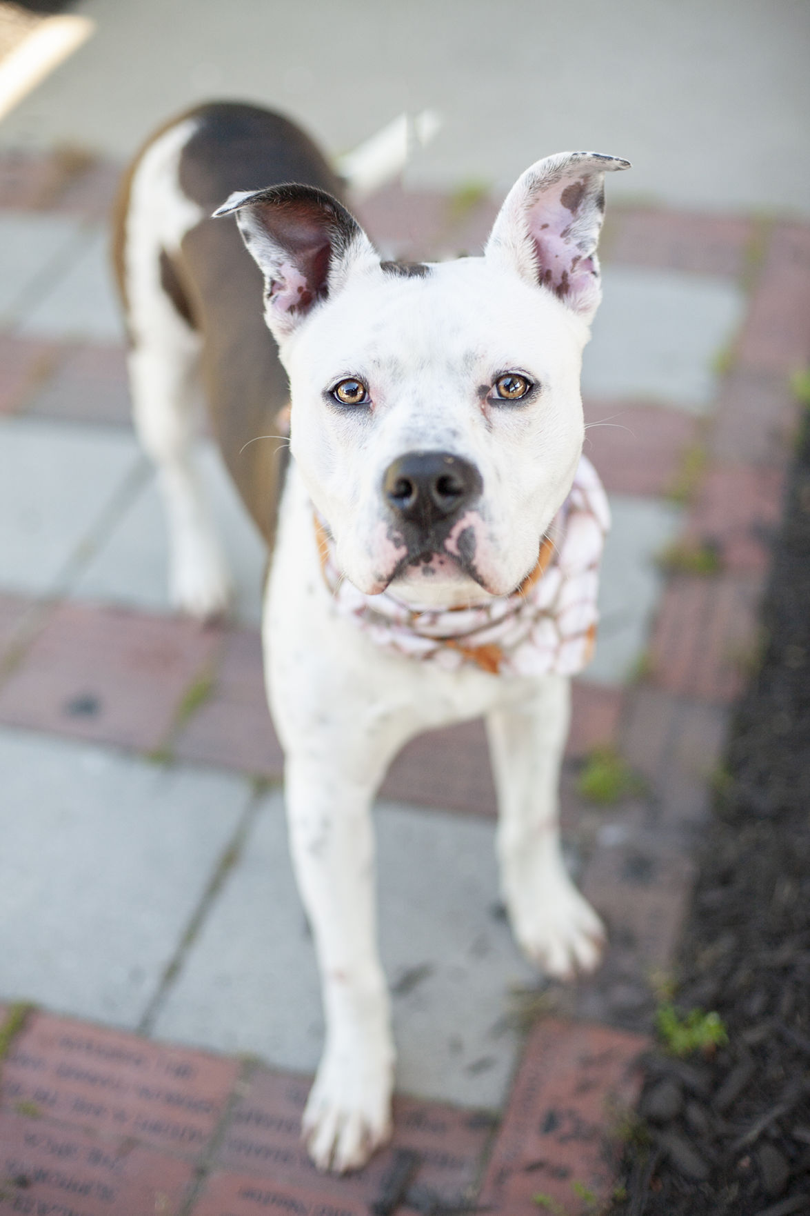 052321_eda_pets_spca_Albert.jpg