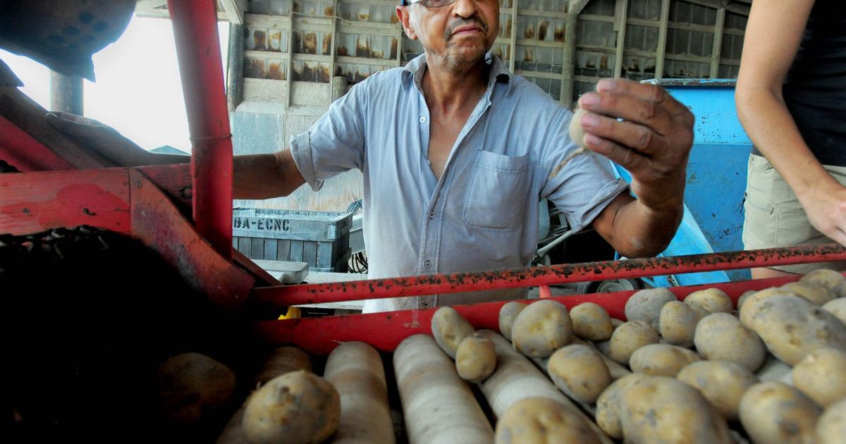 Tater Method Science Tater Science: Volunteers dig spuds for research | Local News ...