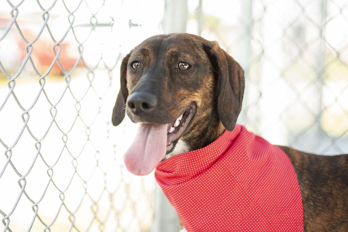spca_Gail