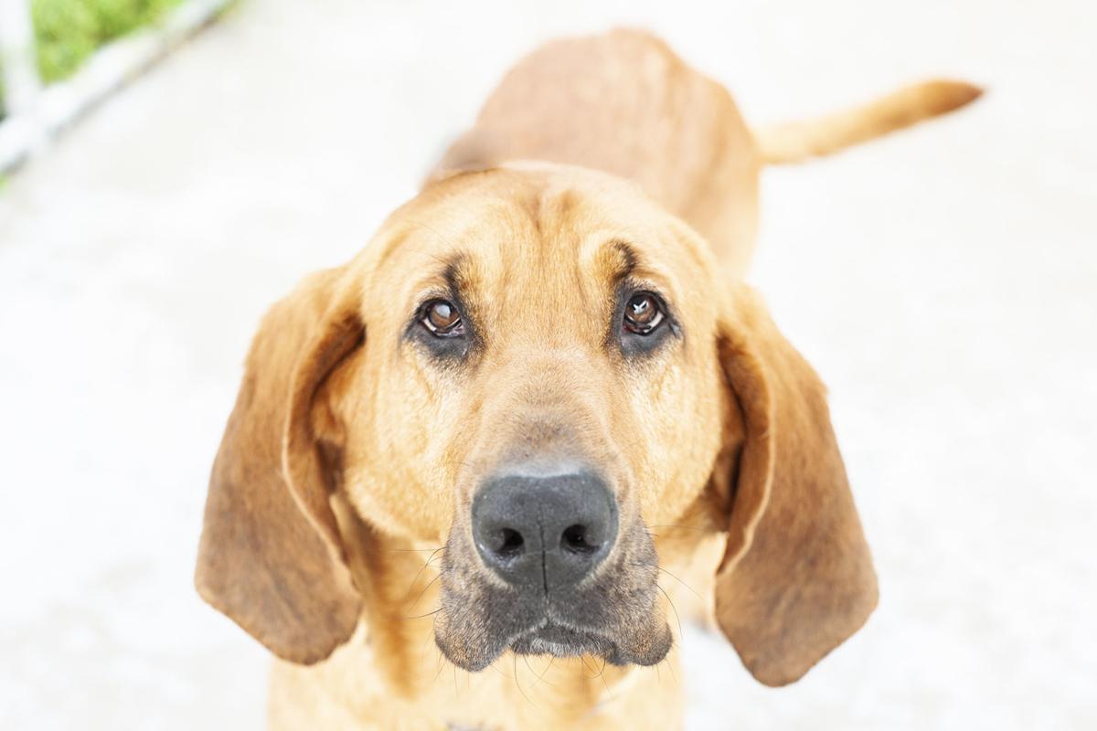 spca_Gus