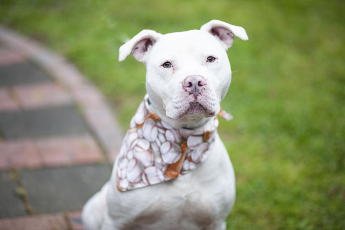 041821_eda_pets_spca_Scribble.jpg