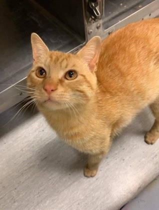 051621_eda_pets_spca_CheezeIt.jpg