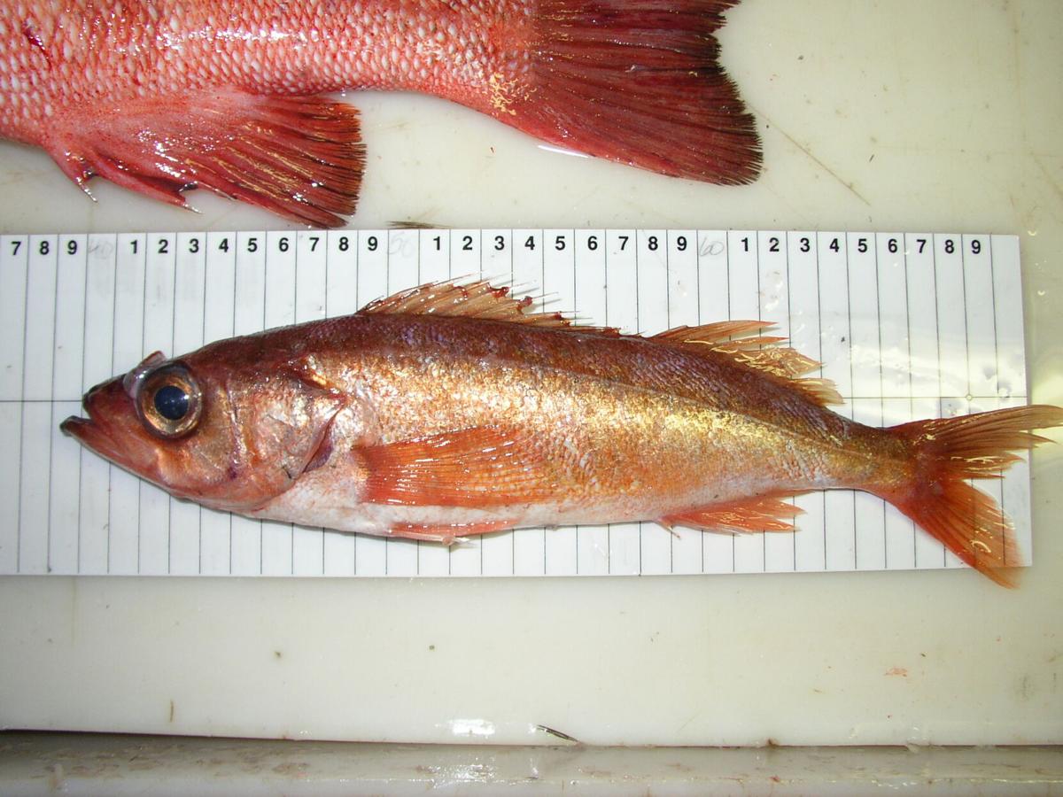 Shortbelly rockfish an example of fishery management under climate