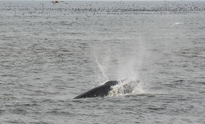 Humpback whales sighted in Seaside