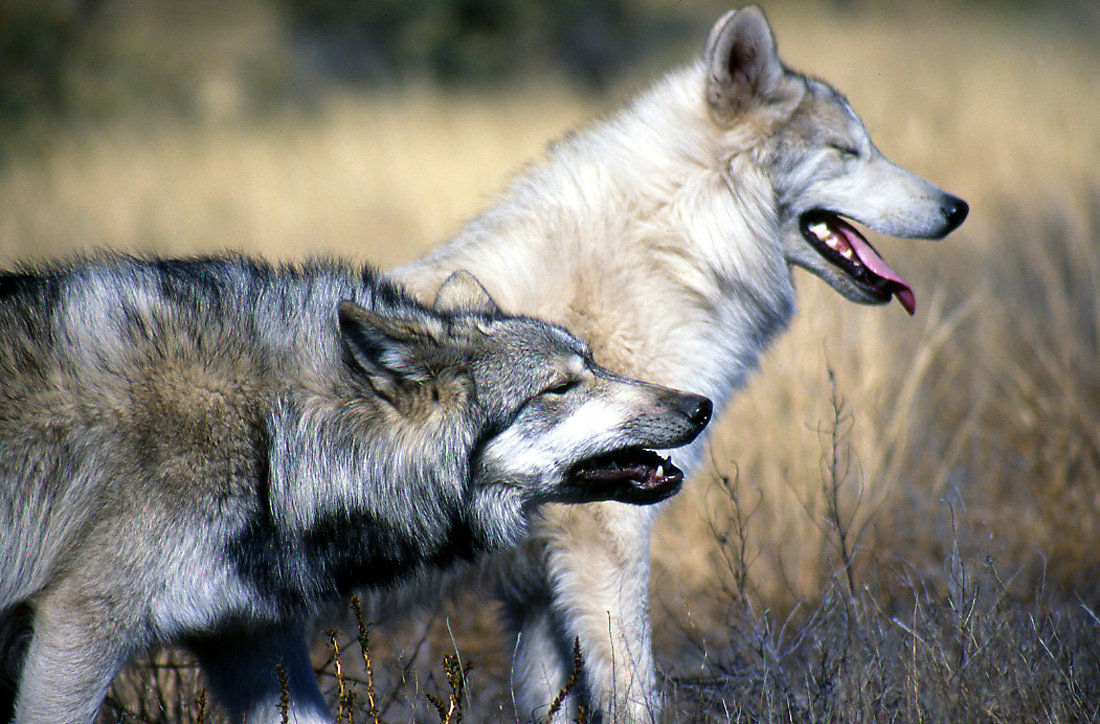 are czechoslovakian wolfdogs good for apartment units