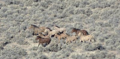 Time has come for solving wild horse problem