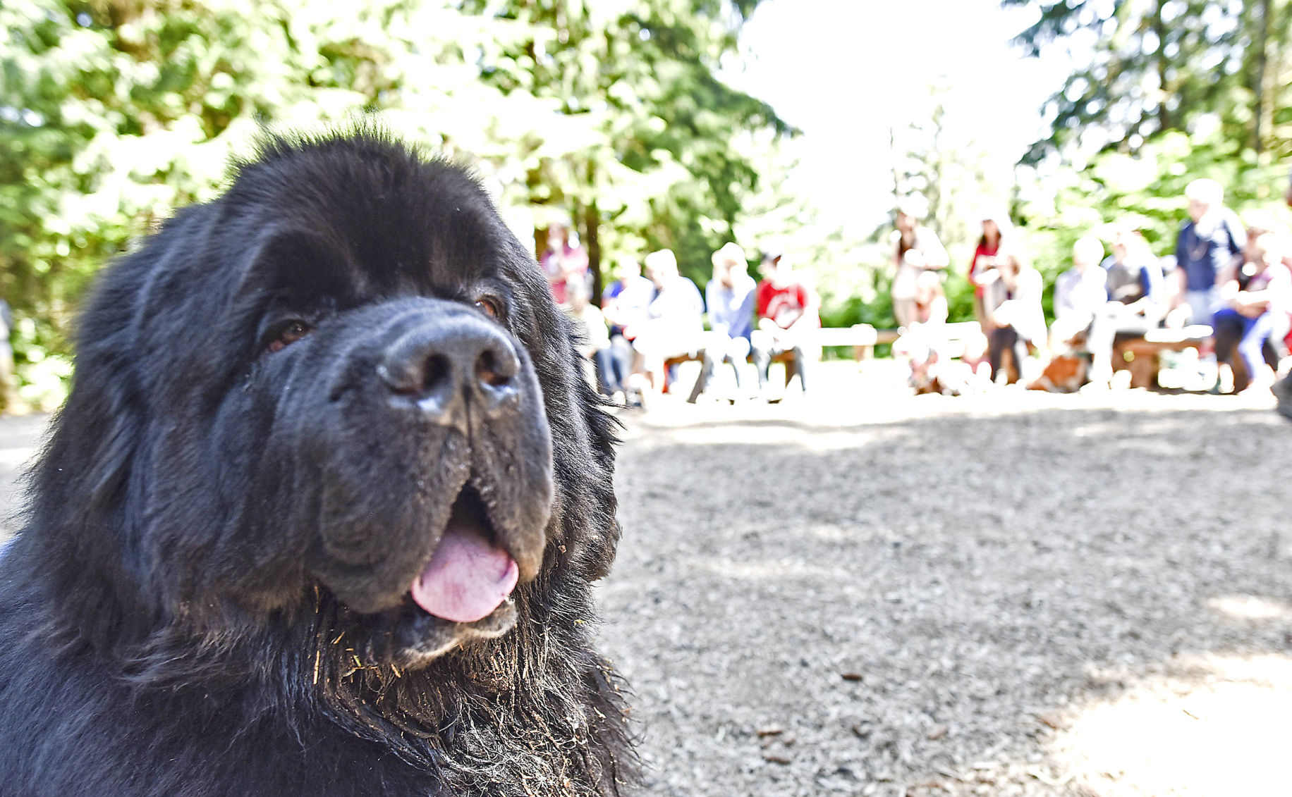 Big dogs hotsell newfoundland dog