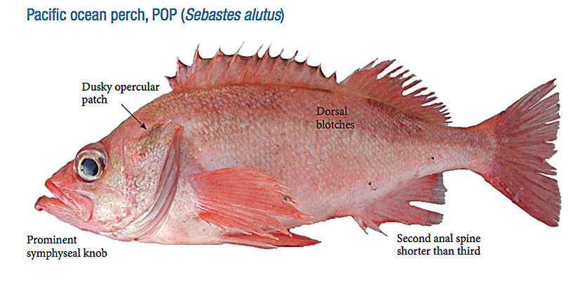 Pacific Perch Stocks Declared Rebuilt Coastriverbusinessjournal   5bed17b84272f.image 