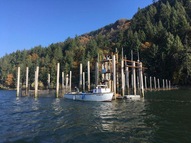 Banned fish trap returns as sustainable way to catch salmon
