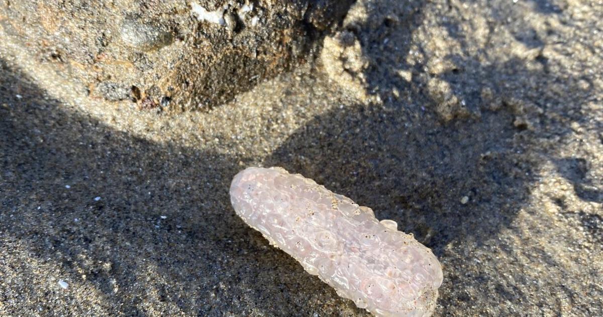 Pyrosomes spotted again on local beaches